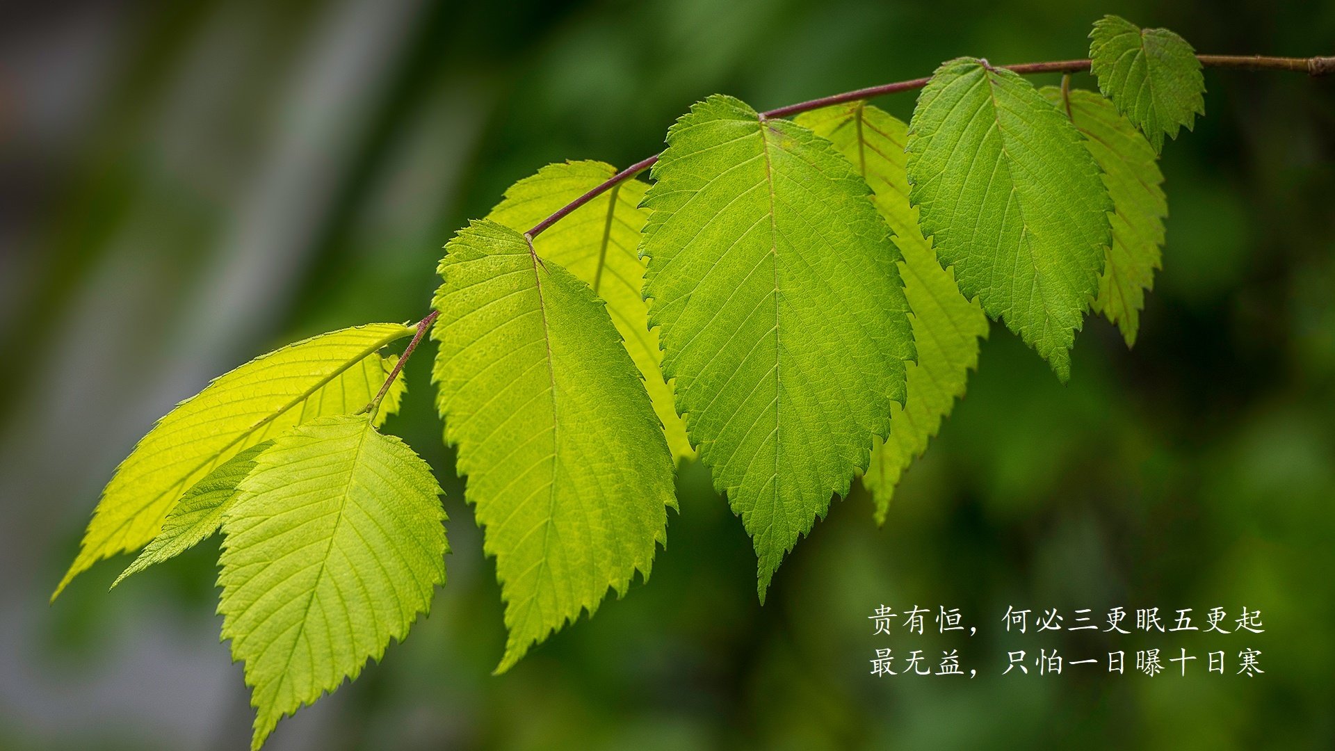 勇士球队多点开花战绩出色，现在勇士队