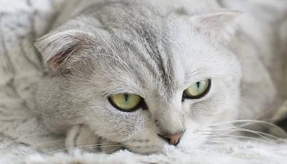 开云体育视频直播-楚阿梅尼被评为欧洲杯最佳中场