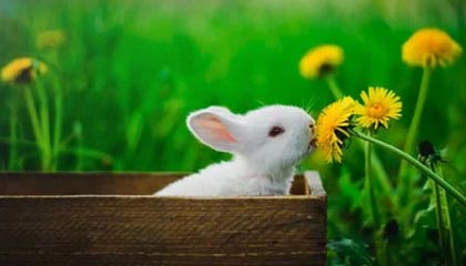 开云体育视频直播-楚阿梅尼被评为欧洲杯最佳中场