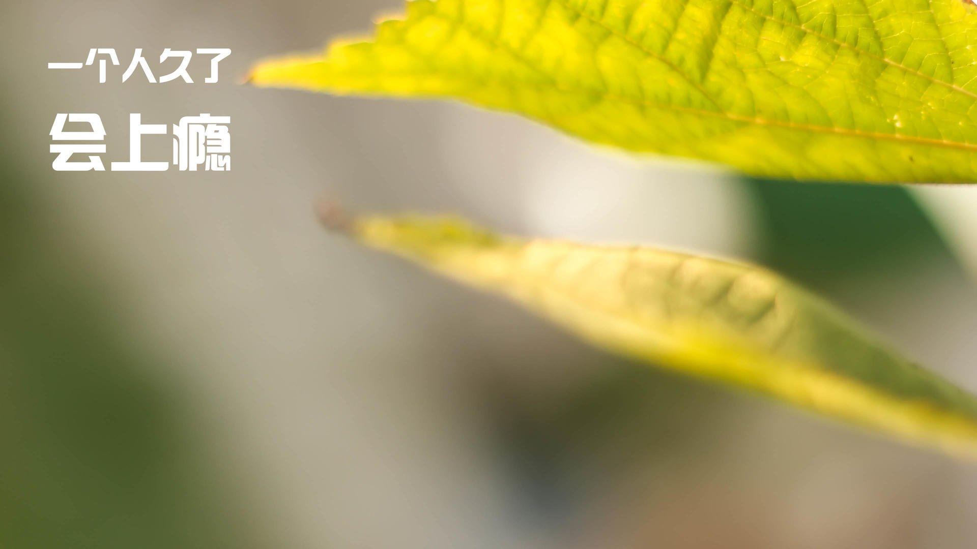 贾瓦迪技术与体能并重 赢得尊重，贾亚瓦德纳